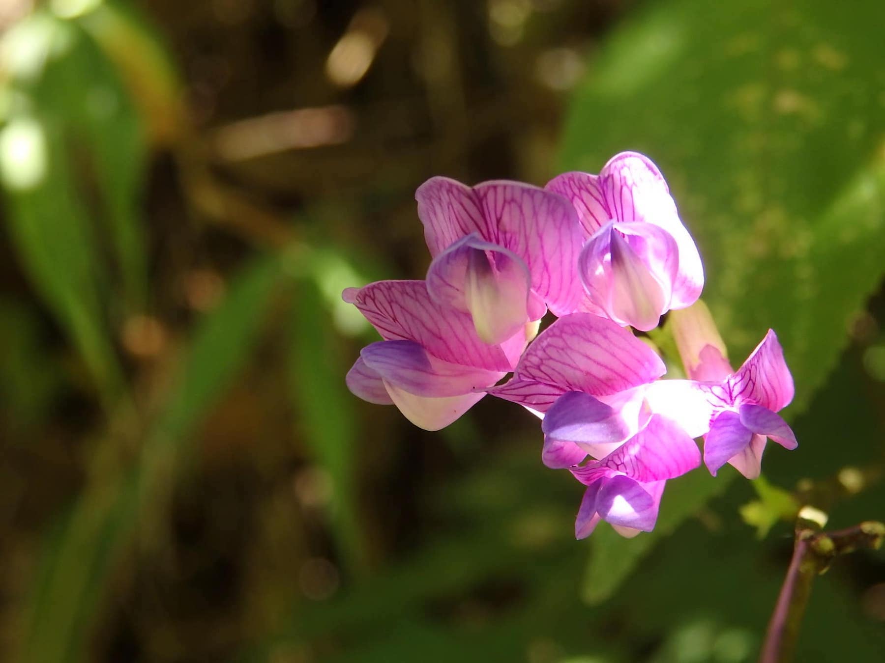 人々の想いが守った古都の原風景 花と自然の鎌倉さんぽ「10月