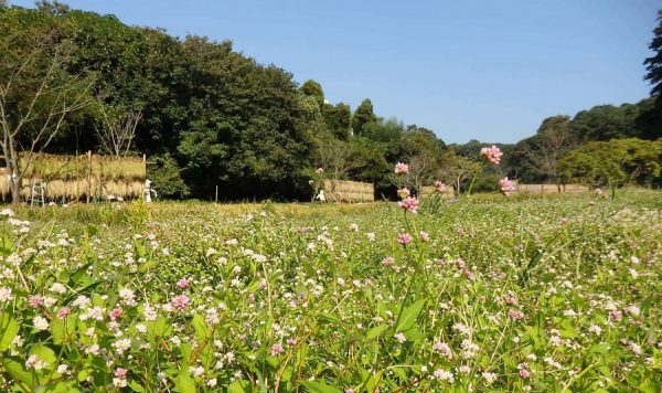 花と自然の鎌倉さんぽ「10月  神無月」