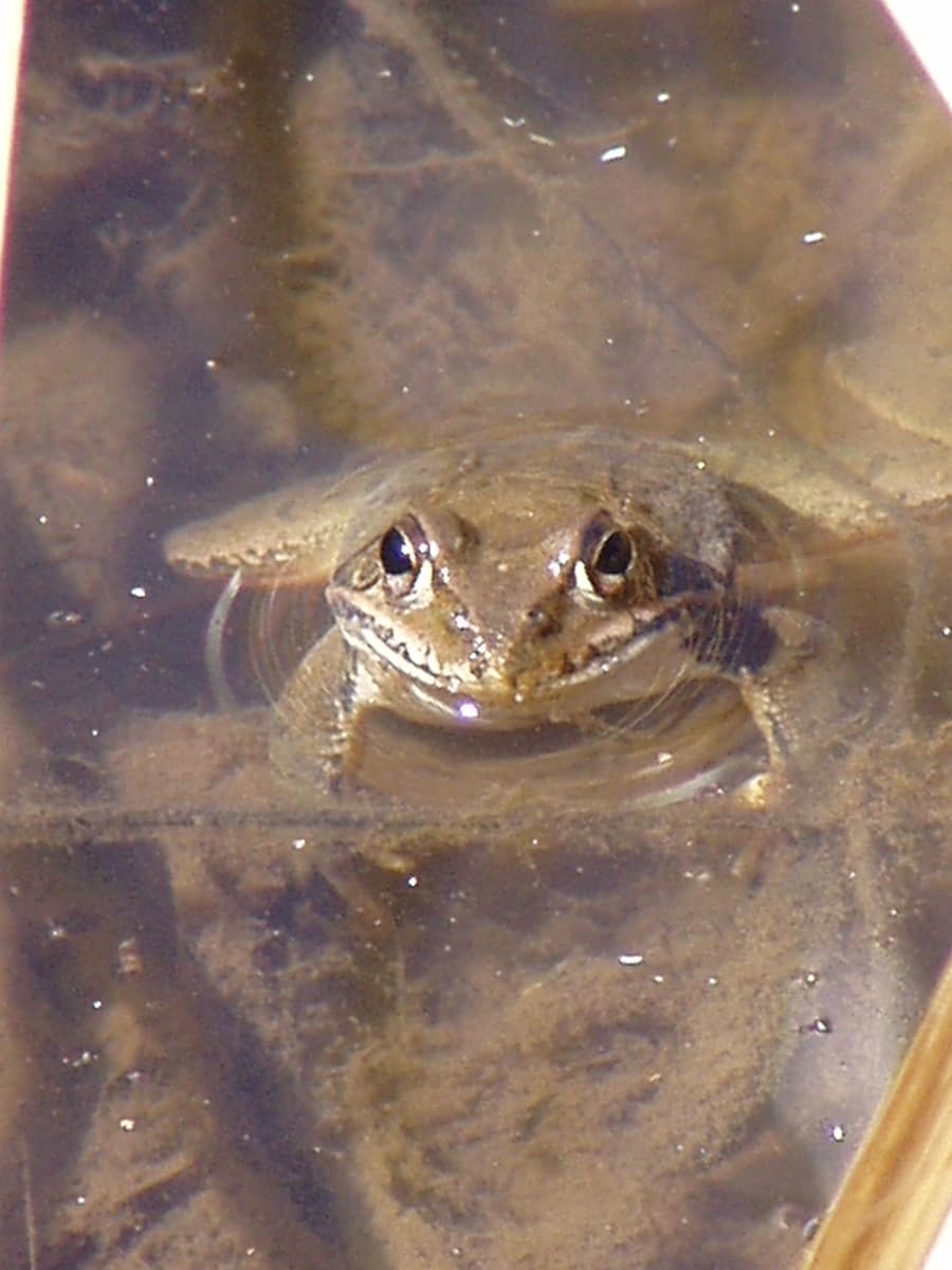 ヤマアカガエル。卵やオタマジャクシの時期に過ごす水辺と、カエルになってから過ごす森などがセットとなったところにすむ、自然環境の豊かさを示す指標（ものさし）生物とされる生きものの一つ（鎌倉広町緑地にて3月撮影）