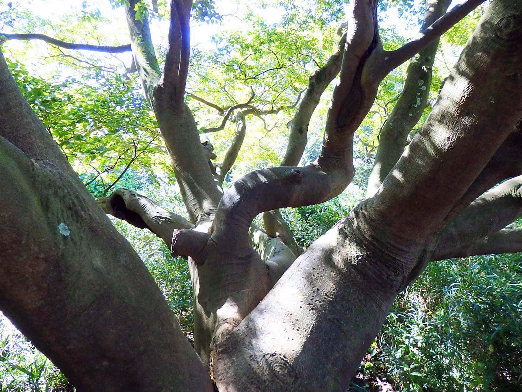 エノキ。名の由来は、枝がよく伸びることから「枝の木」が転じたとか、材が鍬など農機具の柄（え）に使われたことから「柄の木」が転じたなどといわれる