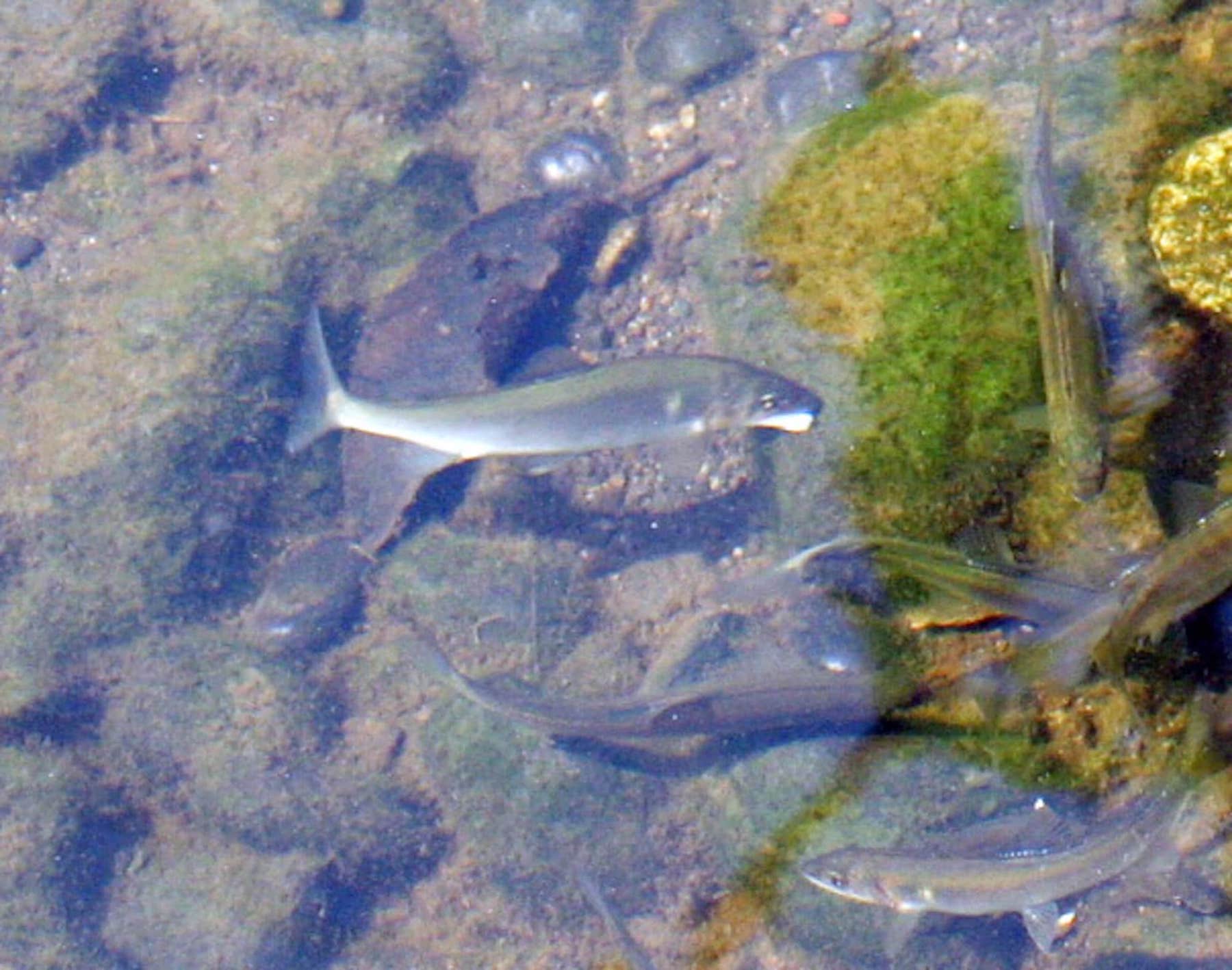 水底のコケをはむアユ。広町の森を水源とした水は川を下り、腰越の海に流れ出る