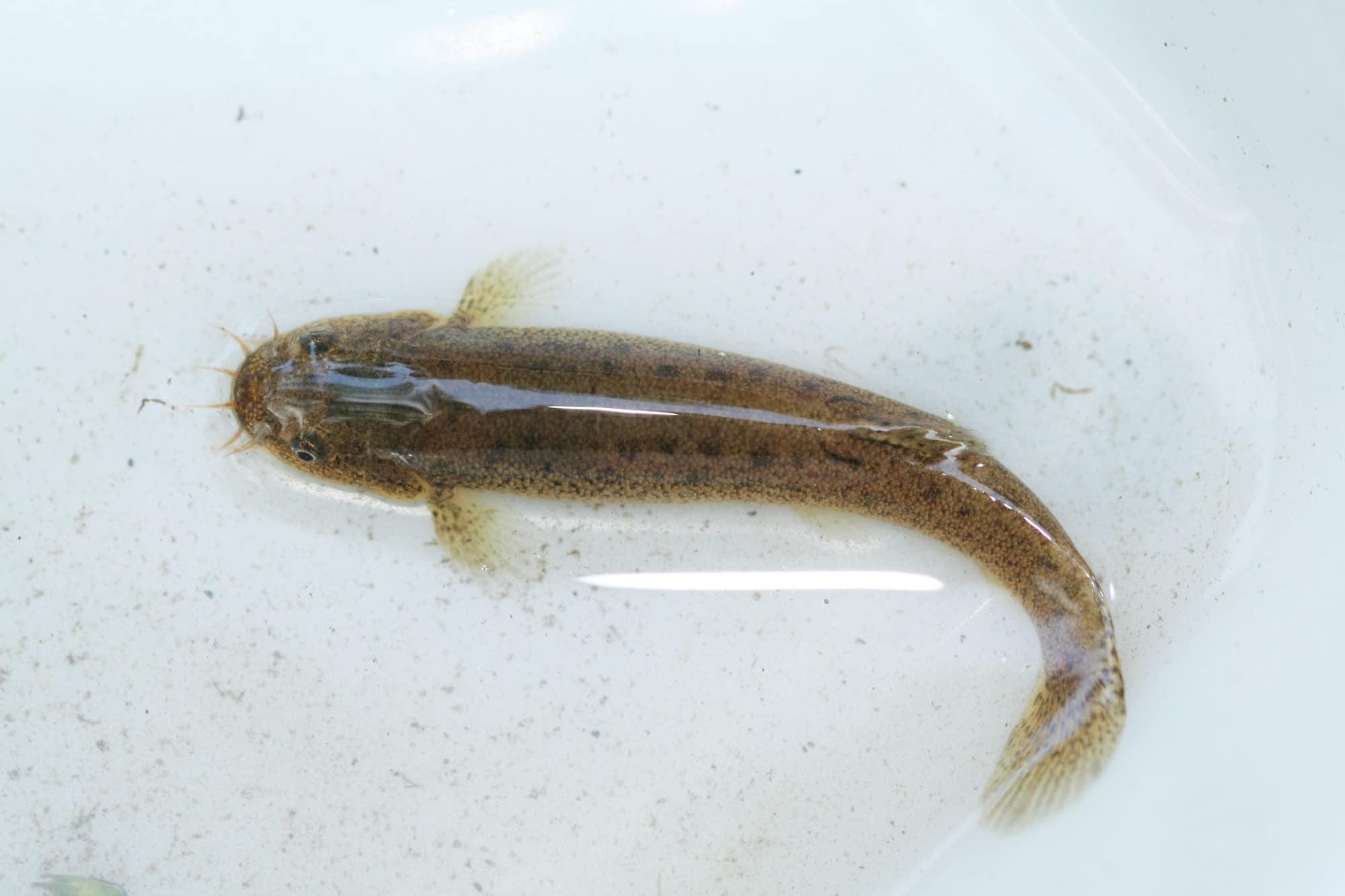 ホトケドジョウ。湧水のある流れの緩やかな細流などにすむ、8本のひげをもつドジョウの仲間で、日本固有種。ホトケドジョウが生息する谷戸の源流域は、都市化による環境変化を受けやすく、多くの生息地が消滅し、絶滅が心配されている