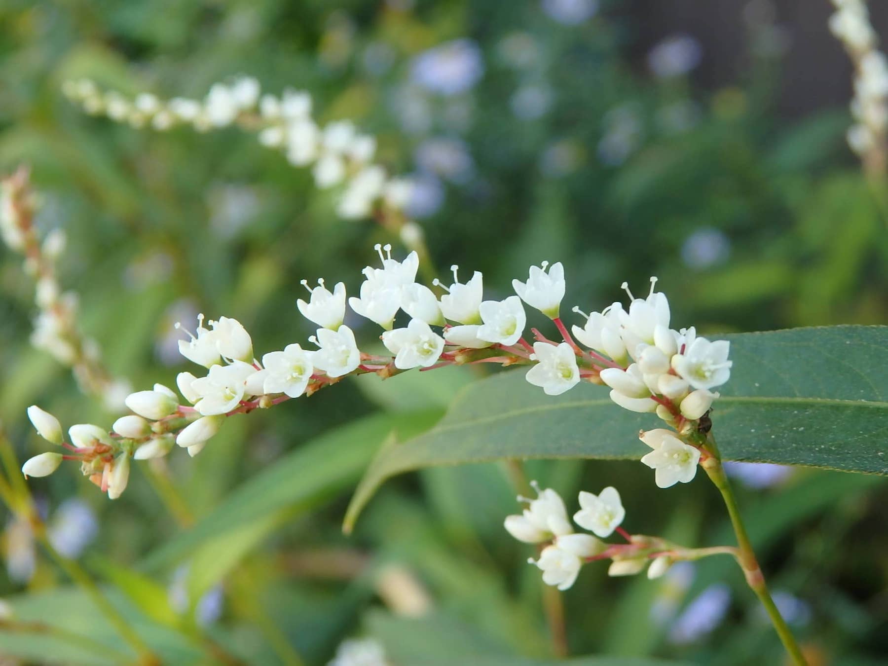 小さなサクラのような形の、かわいらしい白い花を咲かせるシロバナサクラタデ。今や貴重になってきている湿地に見られるタデ科の多年草