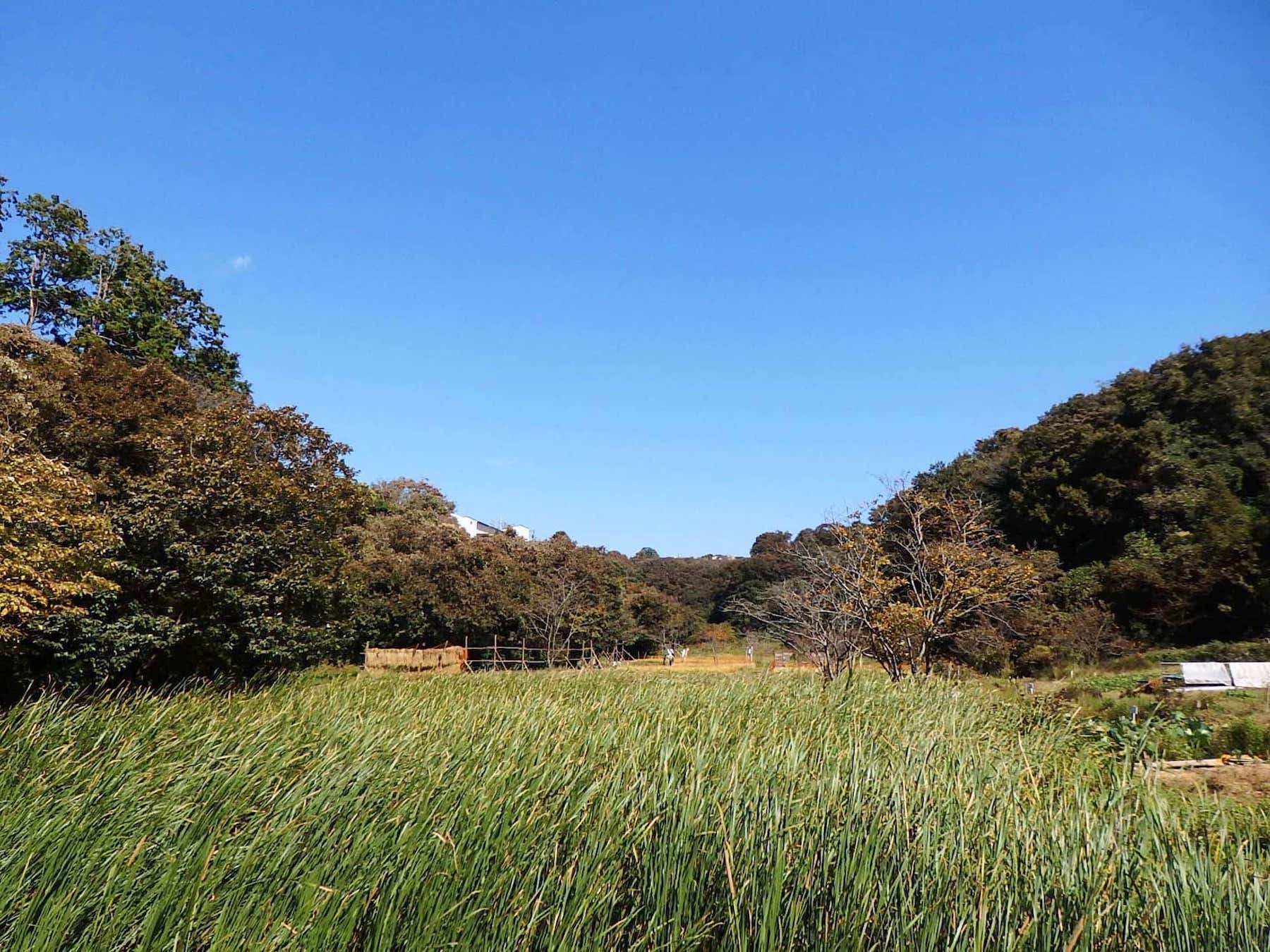 鎌倉広町緑地は、動植物の生息地・生育地の保護を目的とした都市林（主として動植物の生息地または生育地である樹林地等の保護を目的とする都市公園）。約48 haの緑地は、複雑な環境をもつ谷戸の自然が一体的に保全されている。わき水が流れ込む多様な水辺環境では、質の高い生態系が維持され、昔懐かしい里山の景観も楽しめる　