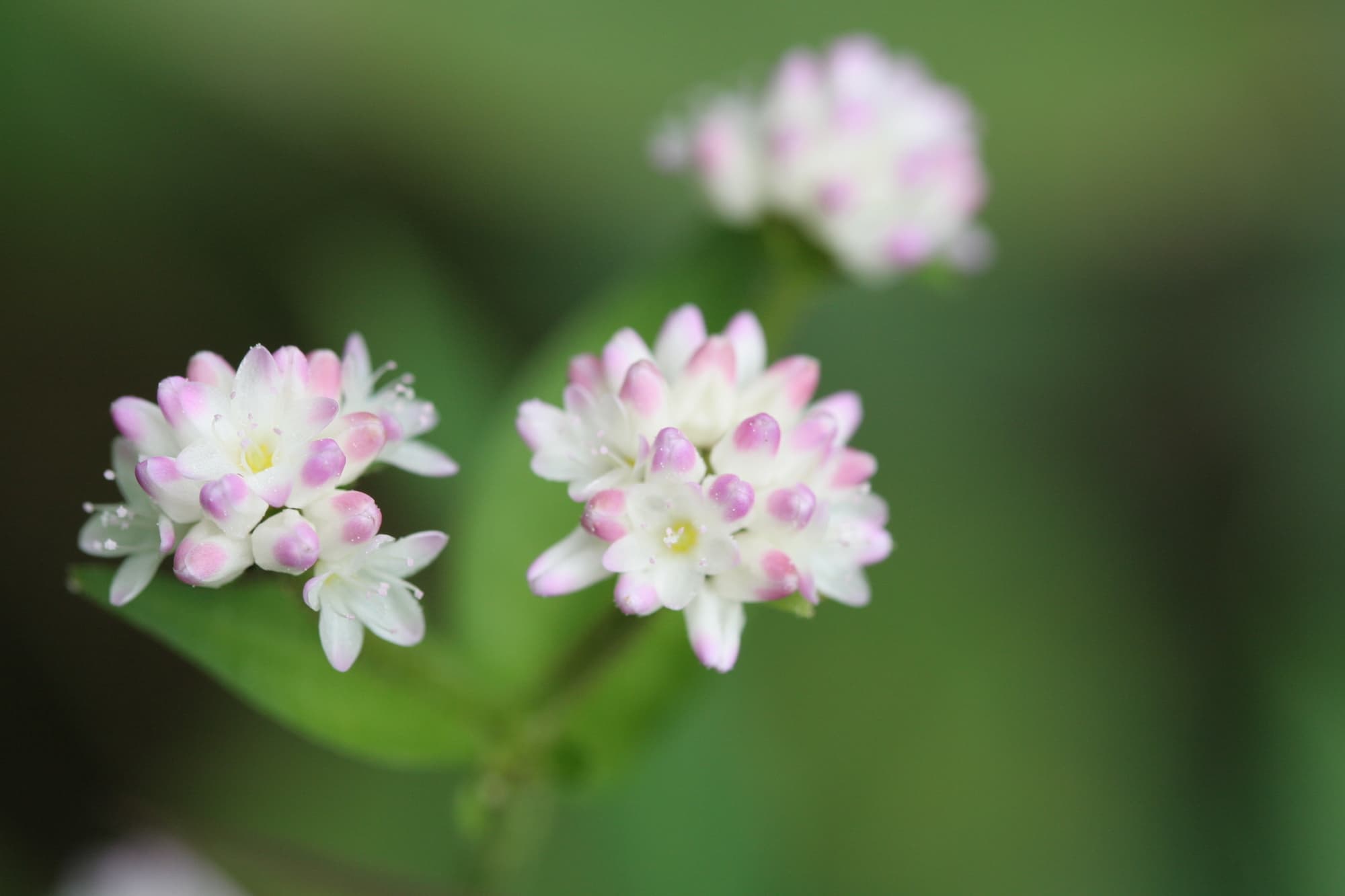 ミゾソバ。溝に生えるソバの意で、湿地に生えるソバの仲間の一年草。秋にコンペイトウのような花を咲かせる