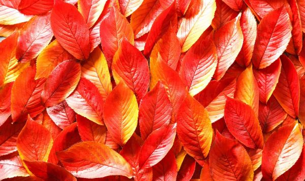 秋になると、なんで 木々は紅葉する？