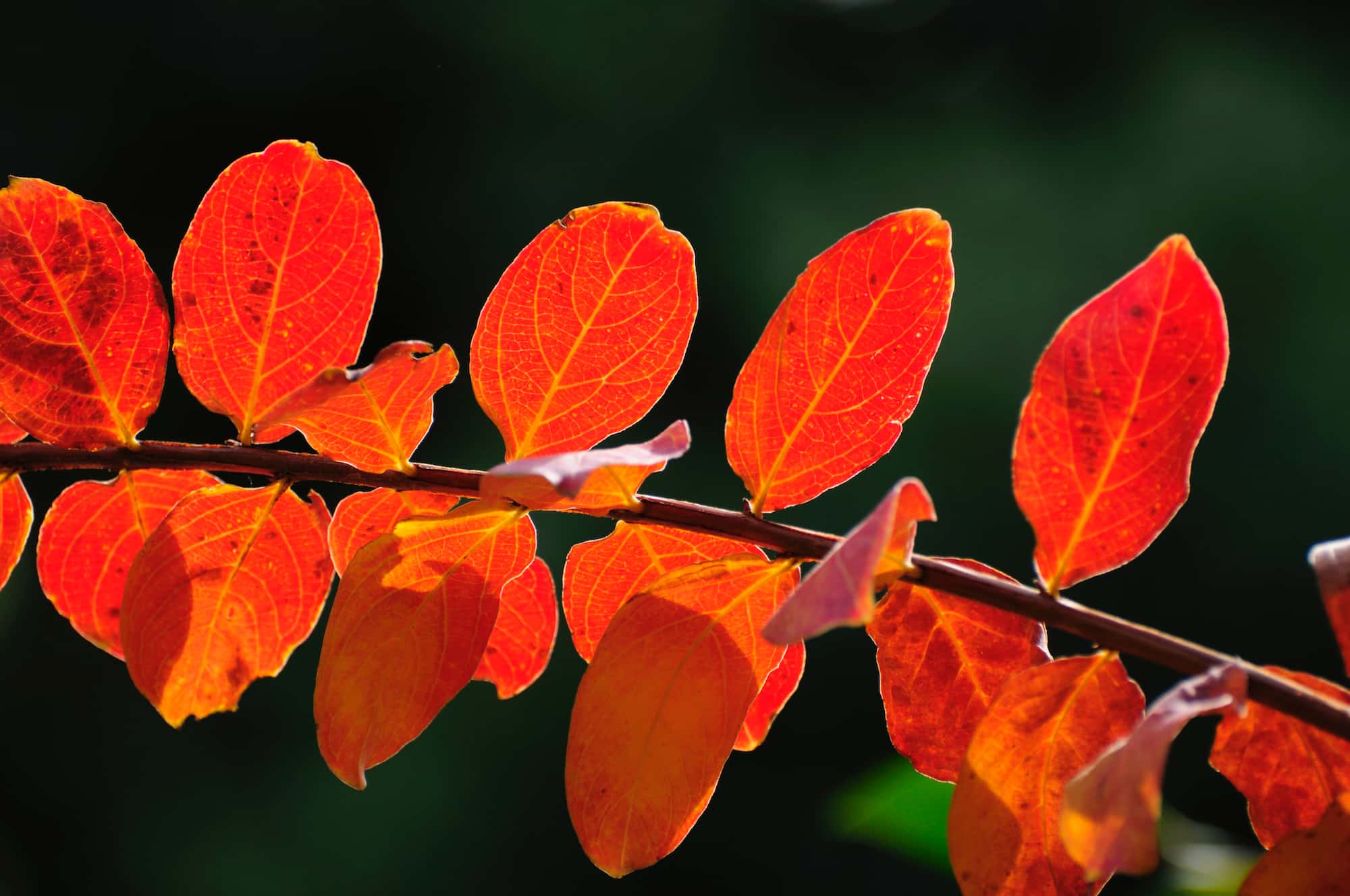 サルスベリの紅葉 ⓒ TOSHIAKI ONO/a.collectionRF /amanaimages