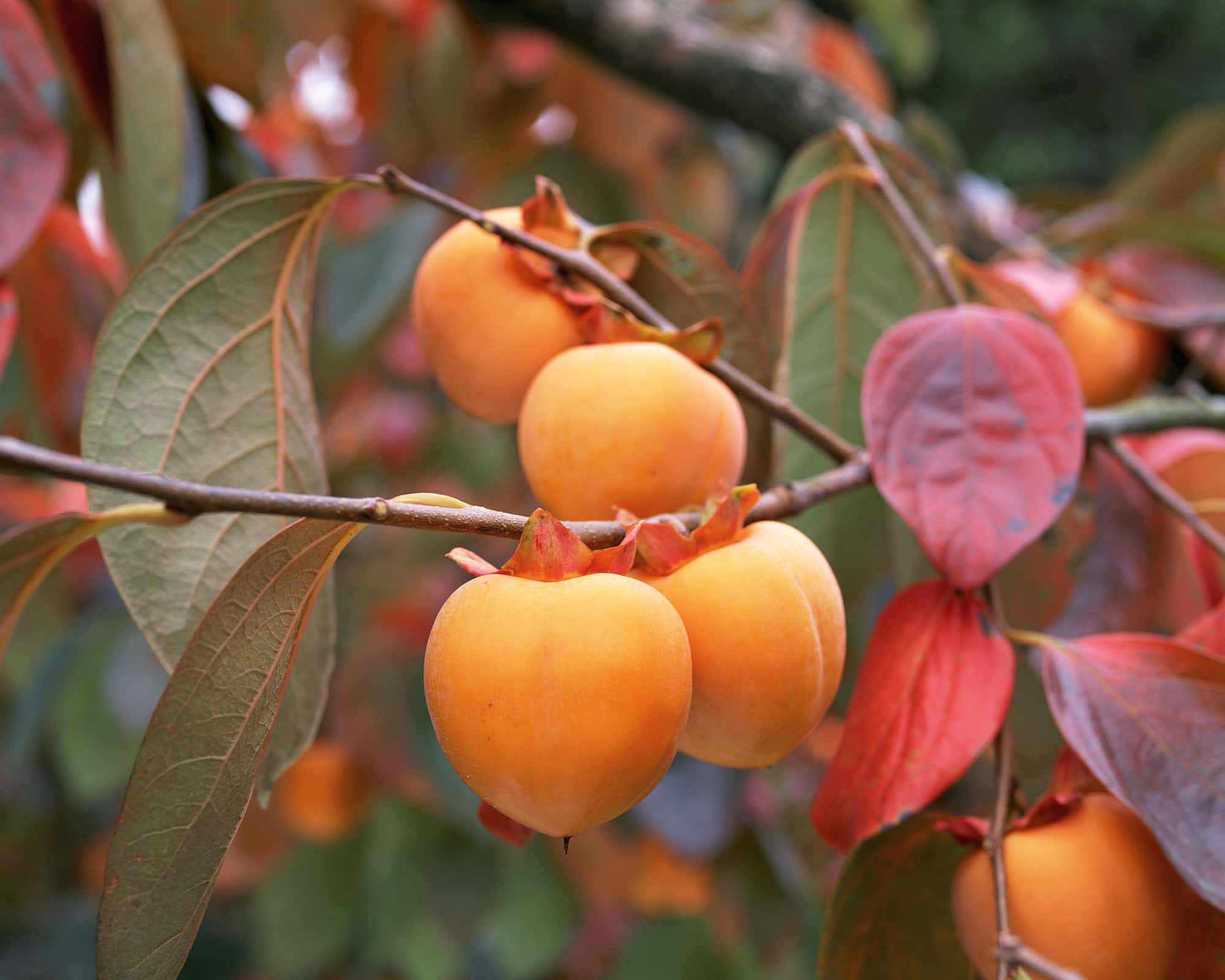 カキの紅葉 ⓒ SOURCENEXT CORPORATION /amanaimages