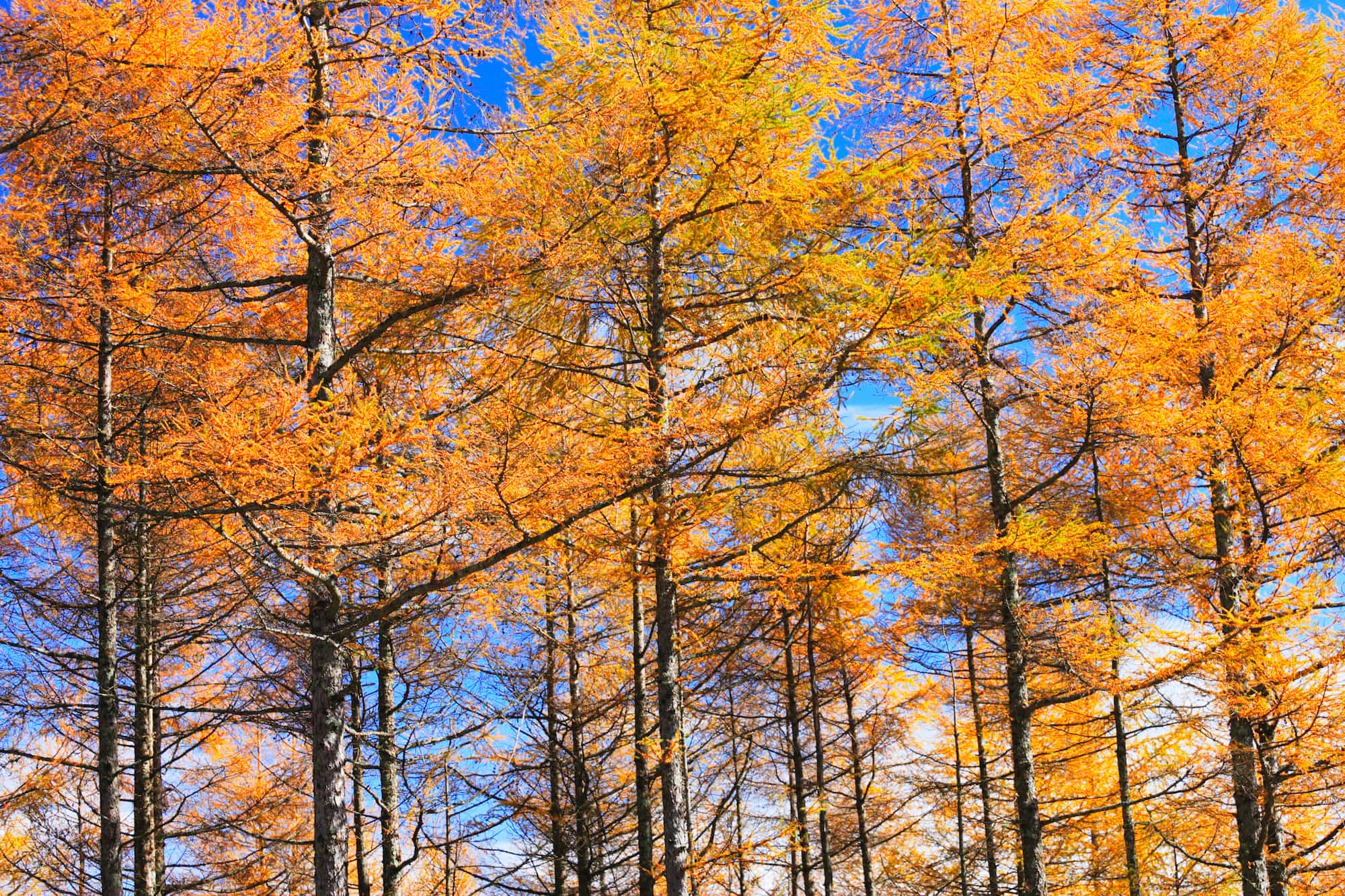 秋になると なんで木々は紅葉する アマナとひらく 自然 科学 のトビラ Nature Science