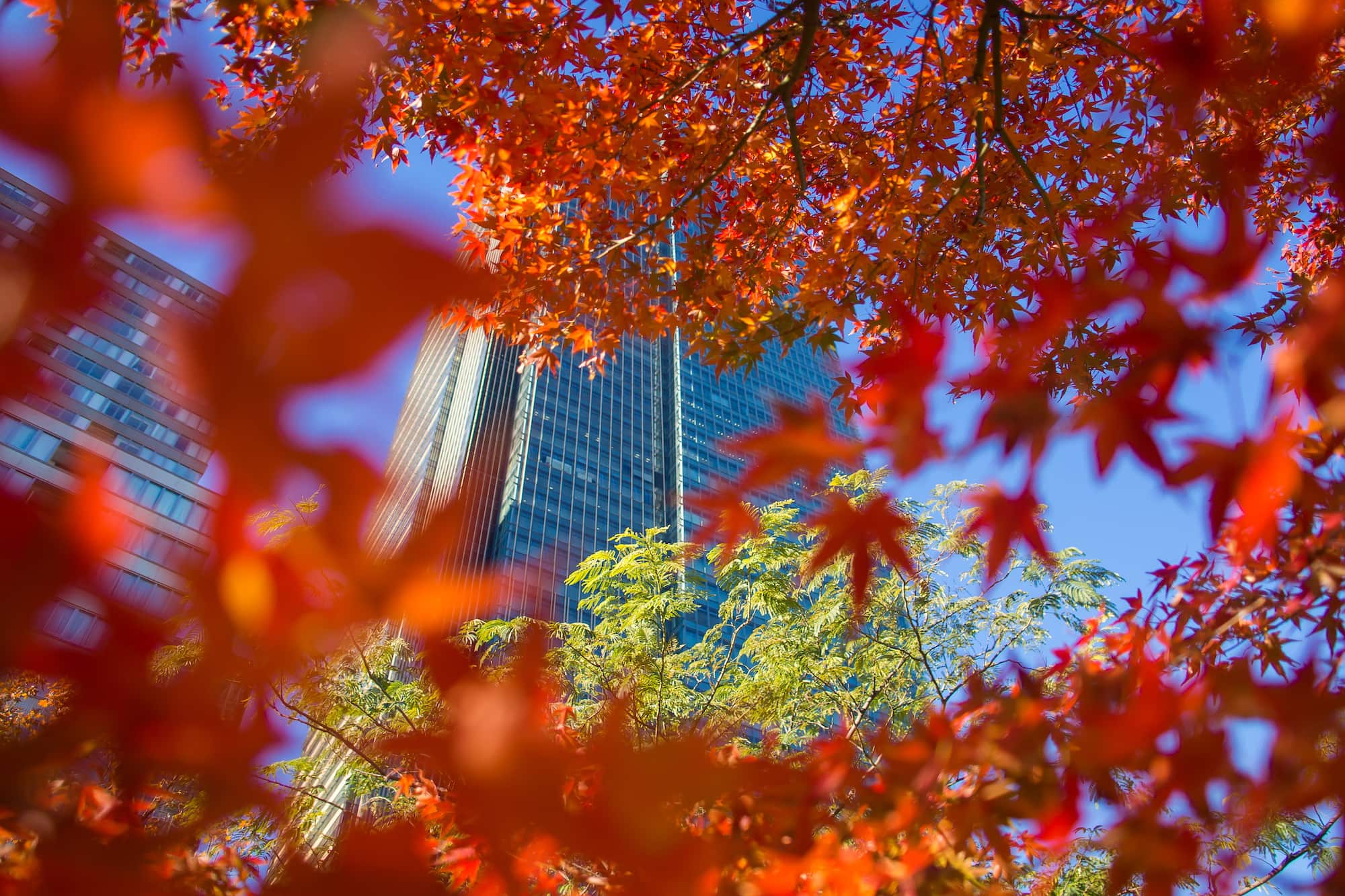 都心でも街路樹が色づく ⓒ Jordy Meow /amanaimages