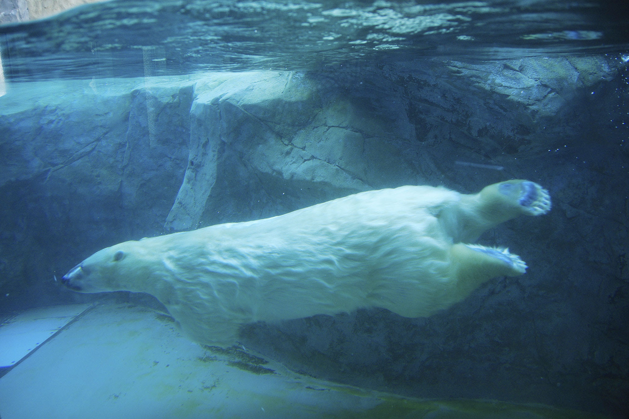 動物園では、世界のクマののんびりした姿がみられるが……。上からマレーグマ、ホッキョクグマ、メガネグマ ©︎ spo/a.collectionRF /amanaimages ©︎ MASAMI GOTO/SEBUN PHOTO /amanaimages ©︎ masuda modoki/Nature Production /amanaimages