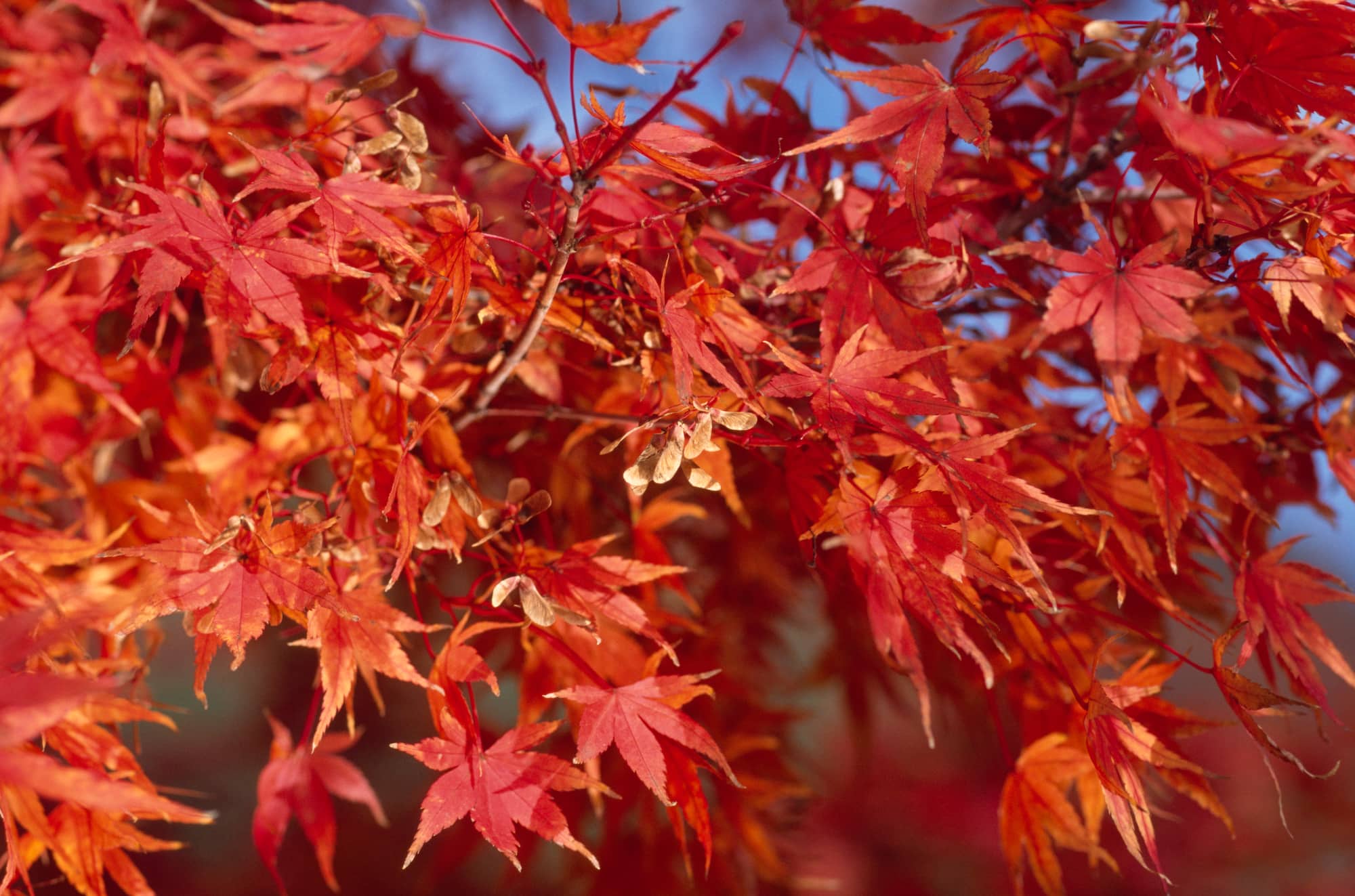 秋になると なんで木々は紅葉する アマナとひらく 自然 科学 のトビラ Nature Science