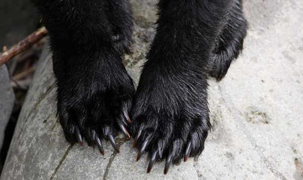 獣と人の境界をめぐる困難