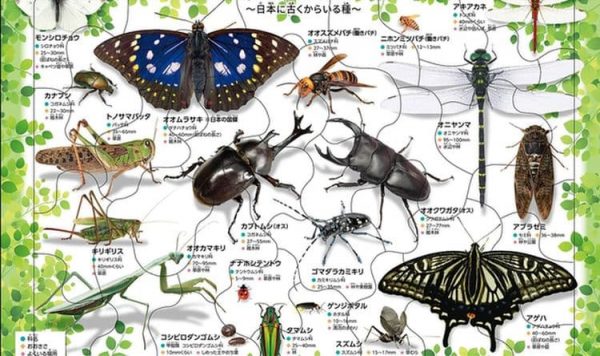 ネイチャー＆サイエンスが手掛けた仕事｜アポロ社『ピクチュアパズル＆カード』