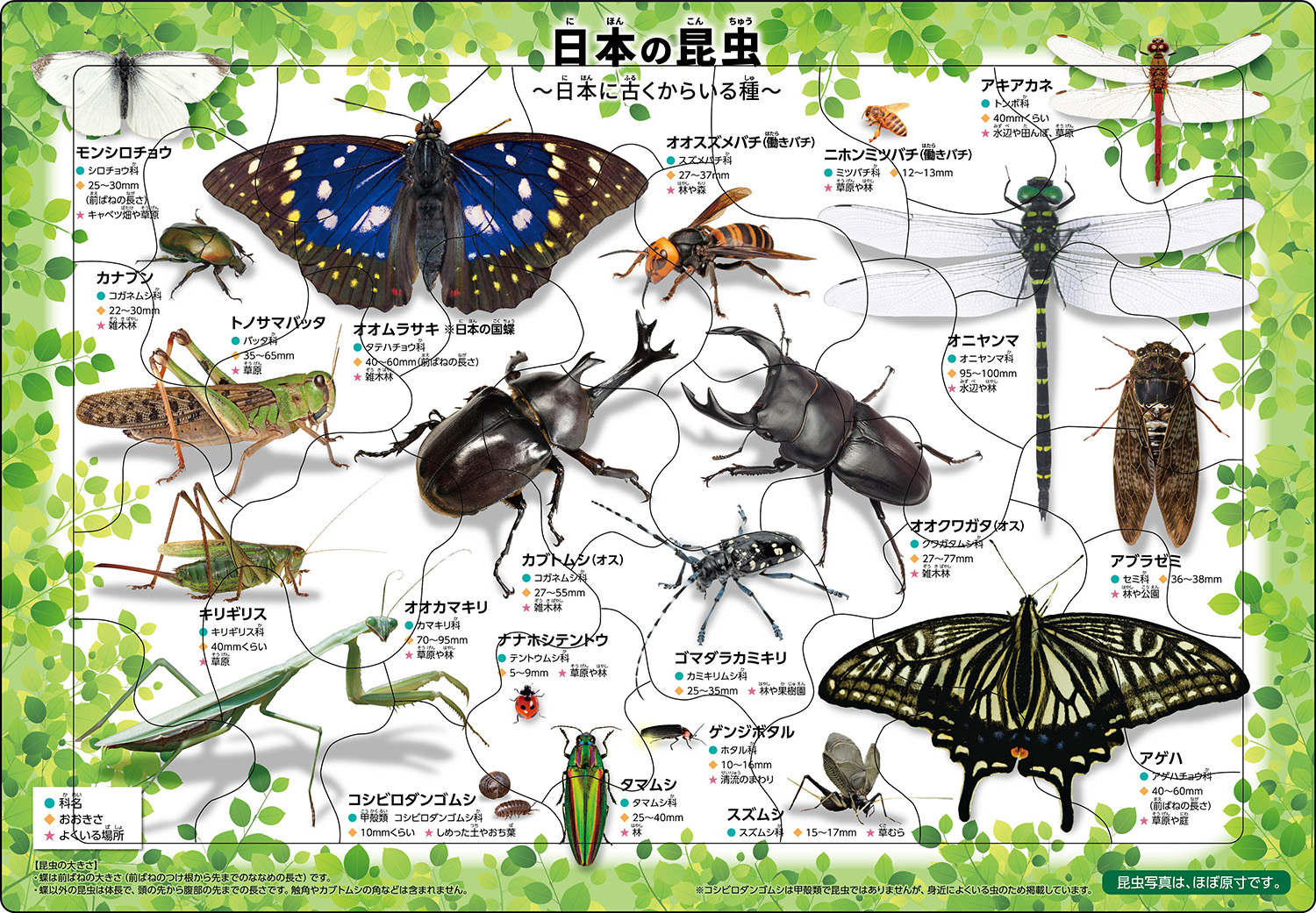 「日本の昆虫」ピクチュアパズル 日本の昆虫２０種類が学べるパズルで、昆虫の写真はほぼ原寸大。カブトムシやオオクワガタをはじめ、子どもに人気があり小学校の教科書に掲載されている日本の昆虫をラインナップ。