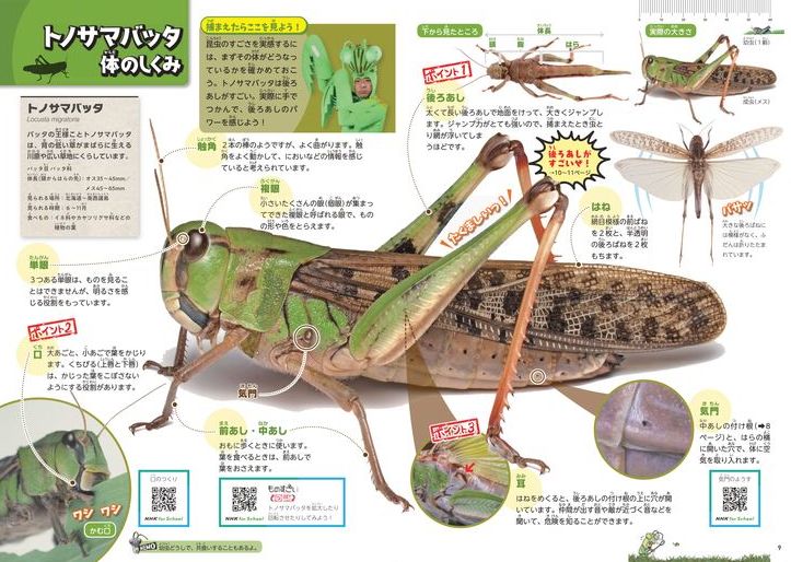 NHK出版『NHK「香川照之の昆虫すごいぜ！」図鑑 vol.1』 | 本 | アマナ